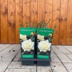 Ruža veľkokvetá (Rosea) ´WHITE DIAMOND´ - výška 10-20 cm, P11